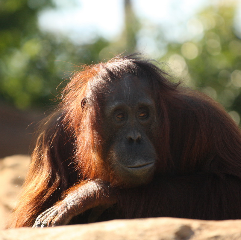primata-hominidae-pongo-pygmaeus-bornean-orangutan-1v5z5680