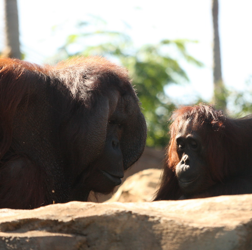 primata-hominidae-pongo-pygmaeus-bornean-orangutan-1v5z5683