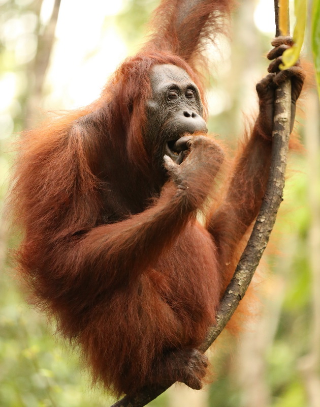 primata-hominidae-pongo-pygmaeus-bornean-orangutan-b01q0007