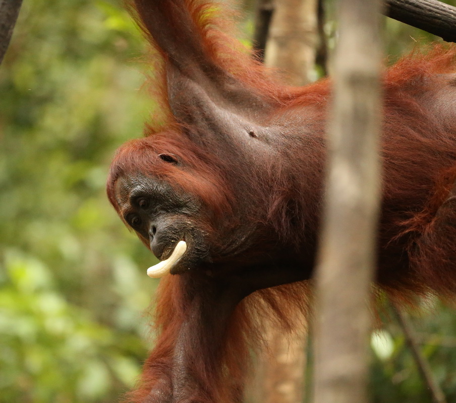 primata-hominidae-pongo-pygmaeus-bornean-orangutan-b01q0034