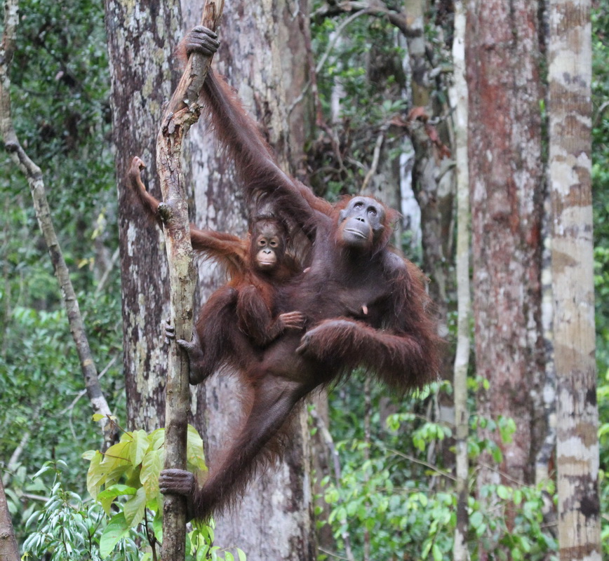 primata-hominidae-pongo-pygmaeus-bornean-orangutan-img_2005
