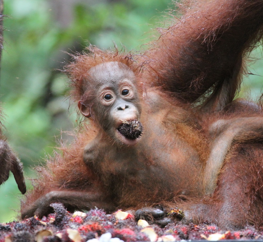 primata-hominidae-pongo-pygmaeus-bornean-orangutan-img_2130