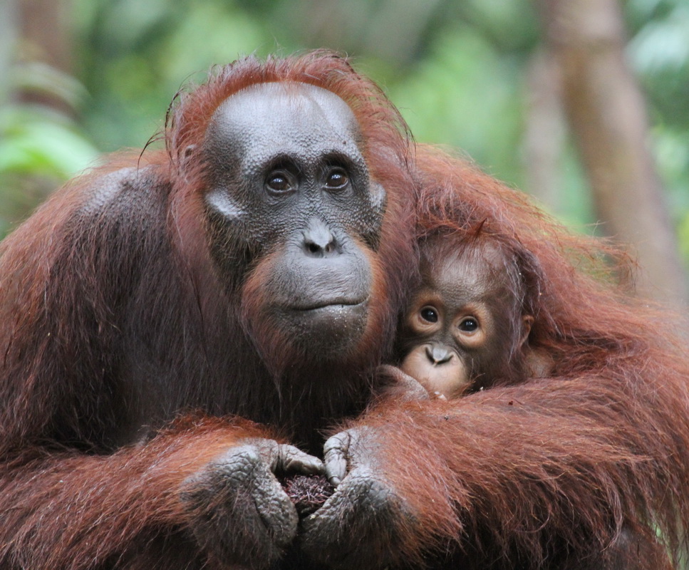 primata-hominidae-pongo-pygmaeus-bornean-orangutan-img_2227