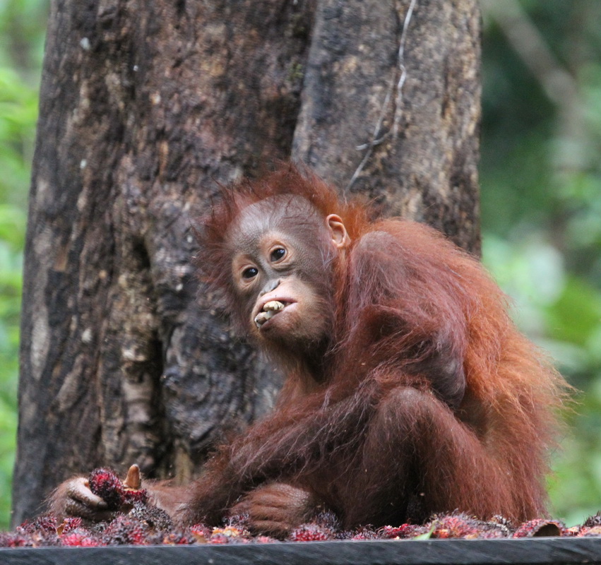 primata-hominidae-pongo-pygmaeus-bornean-orangutan-img_2472