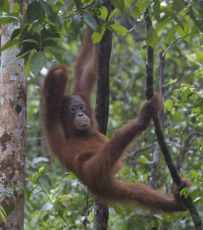 primata-hominidae-pongo-pygmaeus-bornean-orangutan_mg_1653