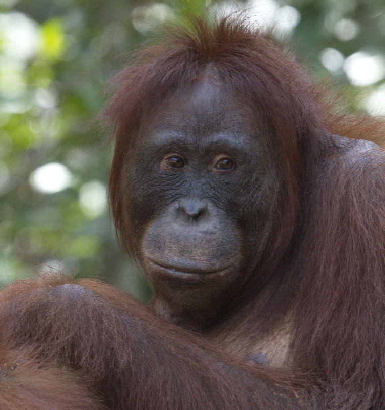 primata-hominidae-pongo-pygmaeus-bornean-orangutan_mg_1681