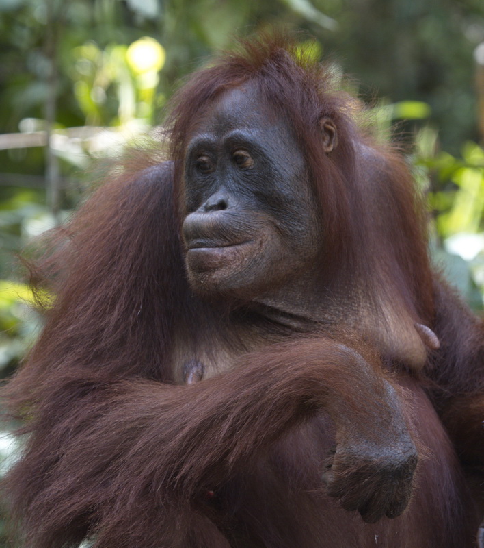 primata-hominidae-pongo-pygmaeus-bornean-orangutan_mg_1683