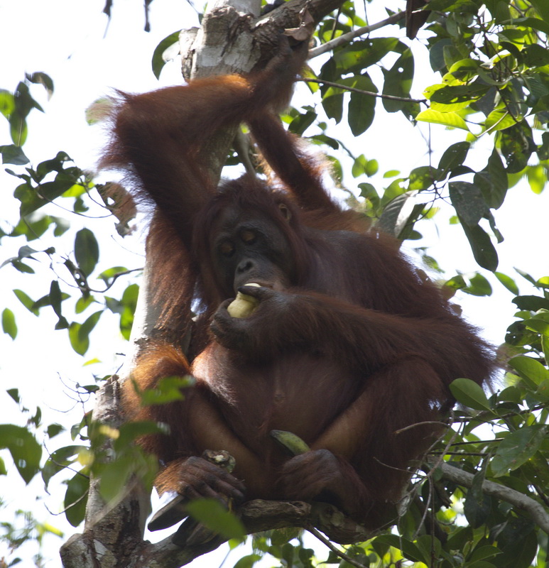 primata-hominidae-pongo-pygmaeus-bornean-orangutan_mg_1693