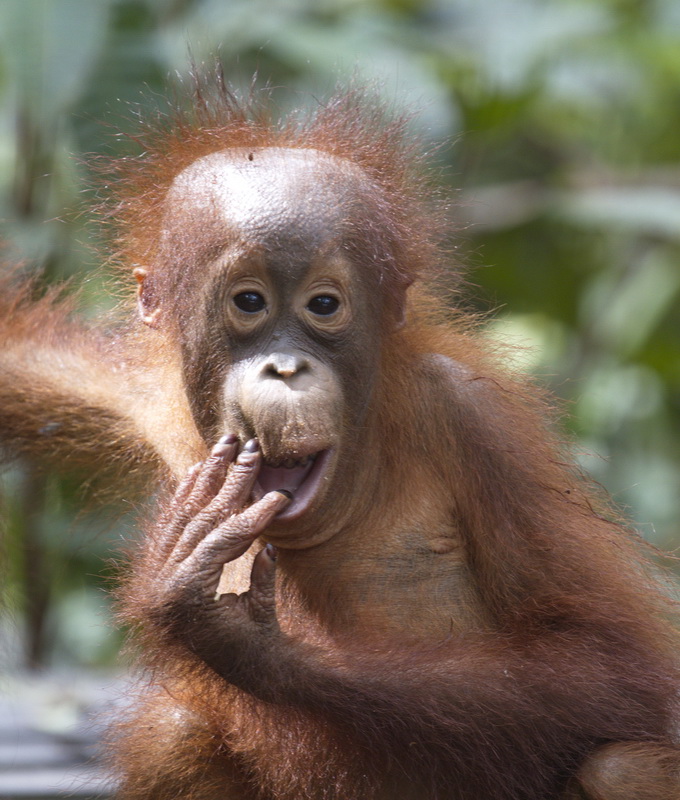 primata-hominidae-pongo-pygmaeus-bornean-orangutan_mg_1716