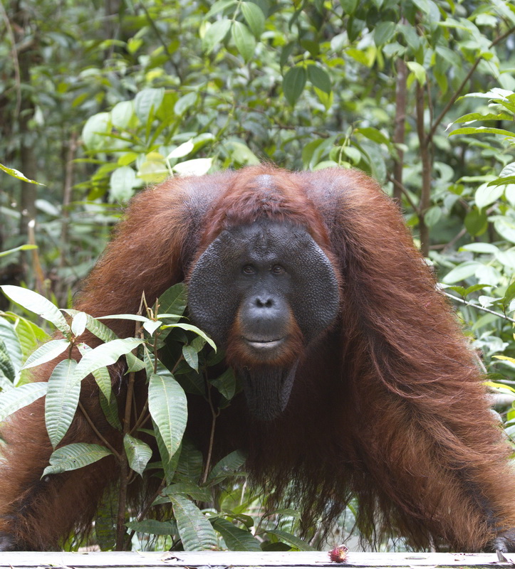 primata-hominidae-pongo-pygmaeus-bornean-orangutan_mg_1735