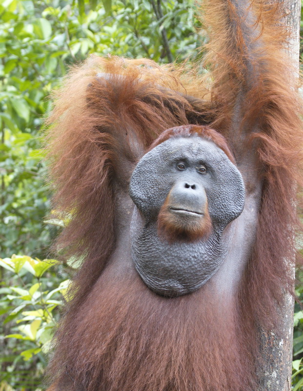 primata-hominidae-pongo-pygmaeus-bornean-orangutan_mg_1755