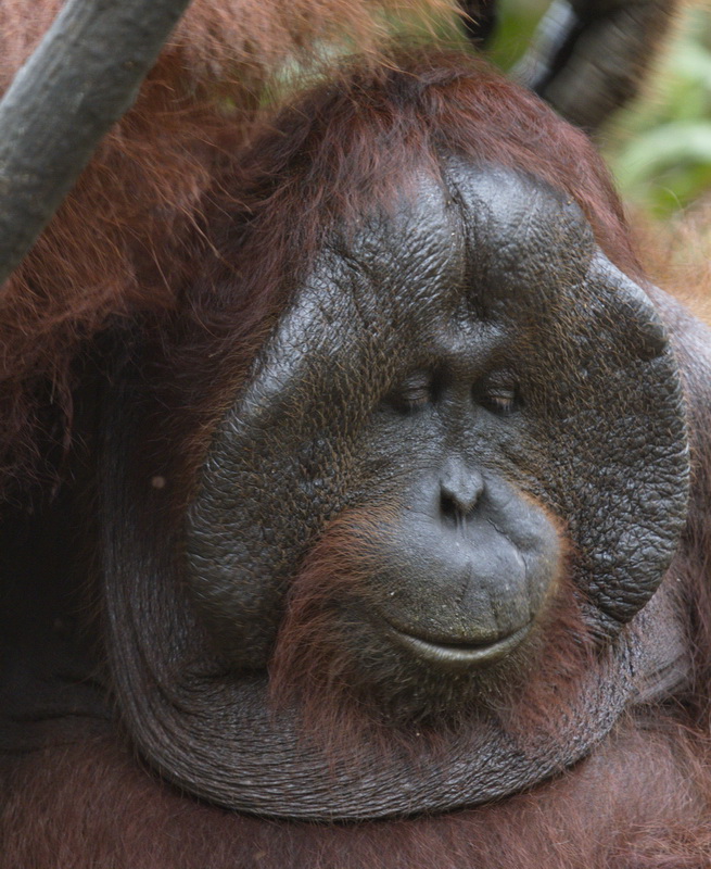 primata-hominidae-pongo-pygmaeus-bornean-orangutan_mg_1888