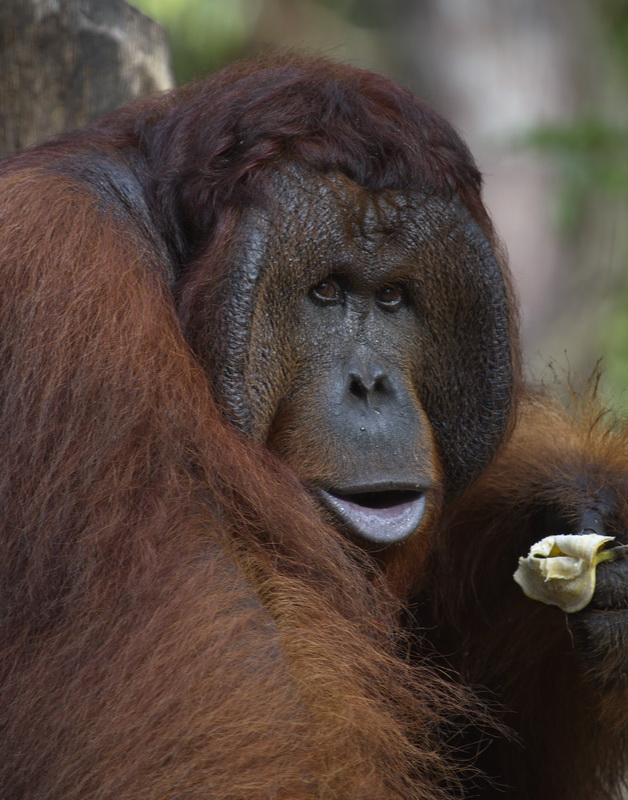 primata-hominidae-pongo-pygmaeus-bornean-orangutan_mg_2019