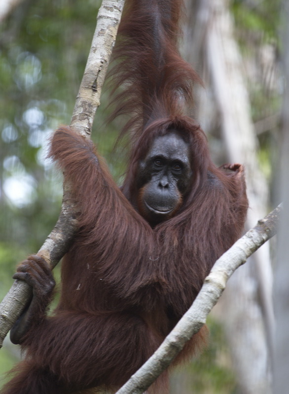primata-hominidae-pongo-pygmaeus-bornean-orangutan_mg_2044