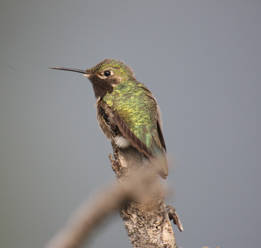 apodiformes-trochilidae-selasphorus-platycercus-broad-tailed-hummingbird-1v5z0465