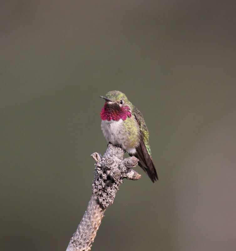 apodiformes-trochilidae-selasphorus-platycercus-broad-tailed-hummingbird-1v5z0487