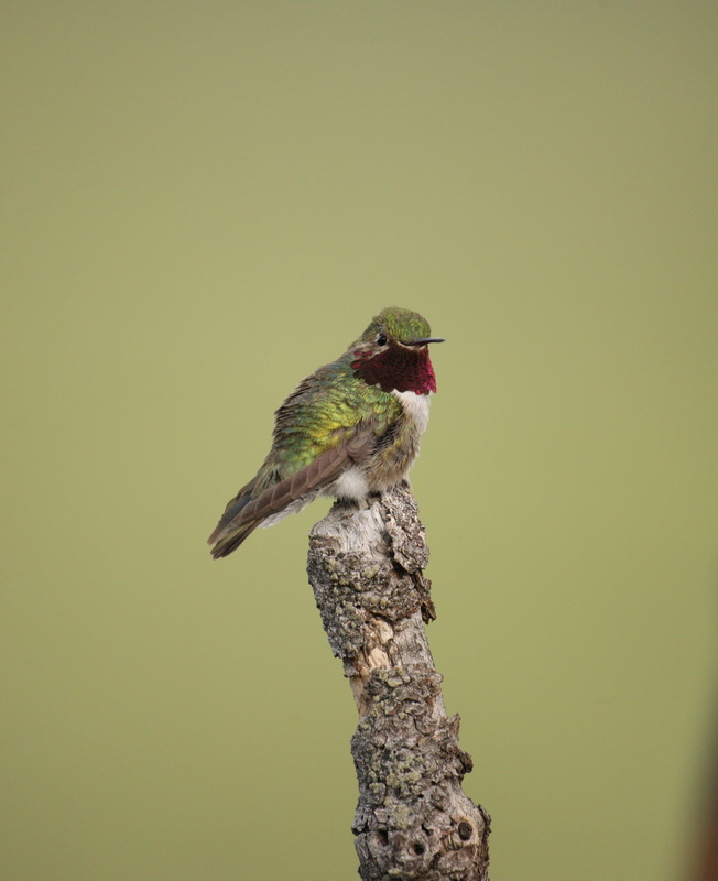 apodiformes-trochilidae-selasphorus-platycercus-broad-tailed-hummingbird-1v5z0544