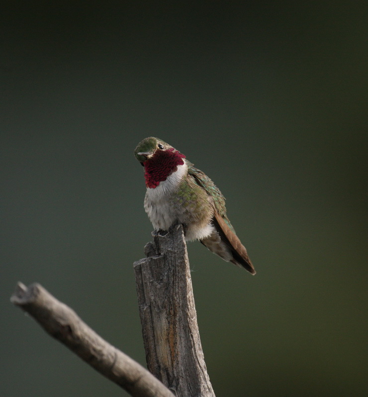 apodiformes-trochilidae-selasphorus-platycercus-broad-tailed-hummingbird-1v5z0578