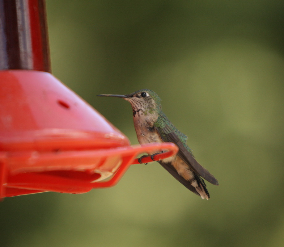 apodiformes-trochilidae-selasphorus-platycercus-broad-tailed-hummingbird-1v5z6906