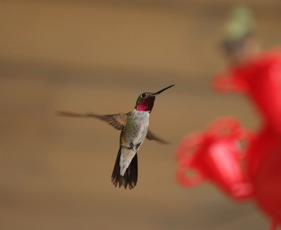 apodiformes-trochilidae-selasphorus-platycercus-broad-tailed-hummingbird-b01q3814