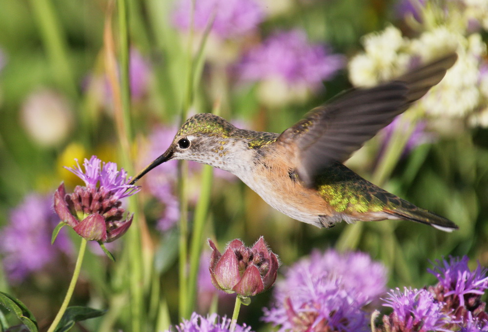apodiformes-trochilidae-selasphorus-platycercus-broad-tailed-hummingbird-xt4b9079