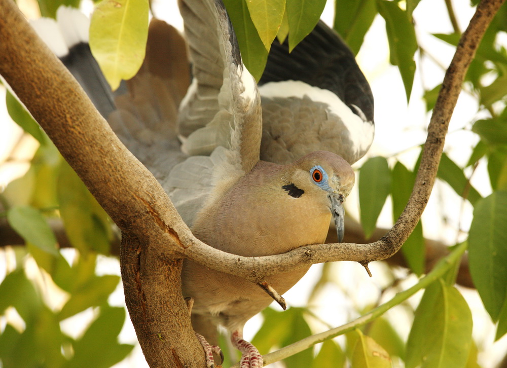 columbiformes-columbidae-zenaida-asiatica-white-winged-dove-1v5z2777