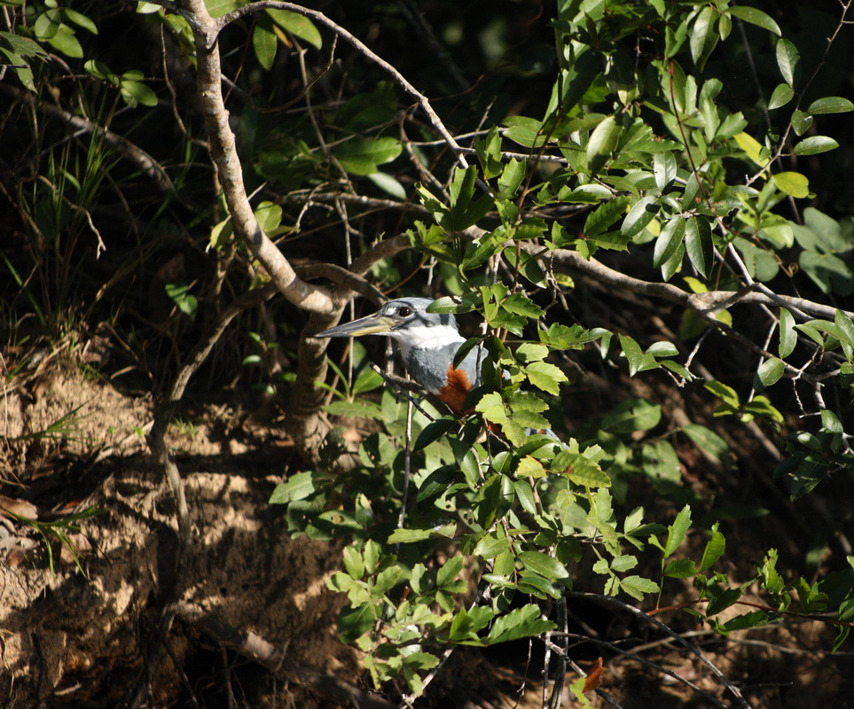 coraciiformes-cerylidae-megaceryle-torquata-ringed-kingfisher-1v5z3522