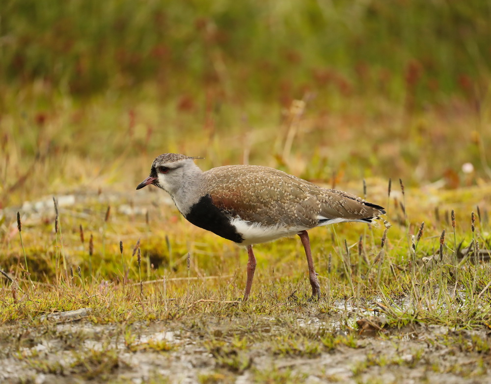 Vanellus chilensis (Southern Lapwing) AX9I7978