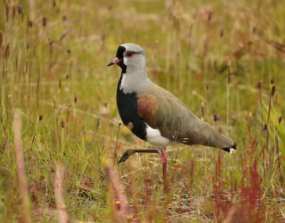 Vanellus chilensis (Southern Lapwing) AX9I8010