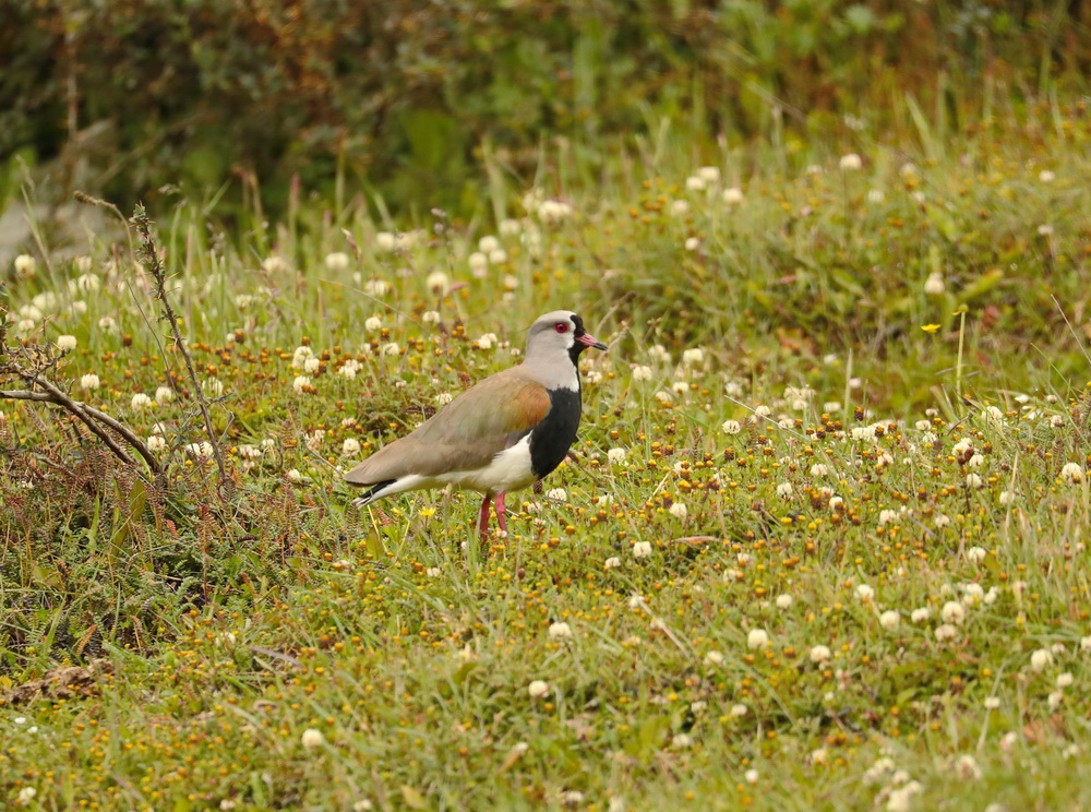 Vanellus chilensis Southern Lapwing AX9I8194