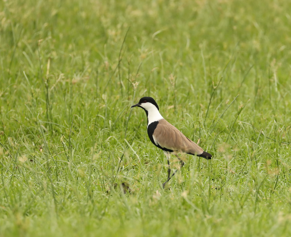 Vanellus spinosus Spur-winged Lapwing AX9I5250