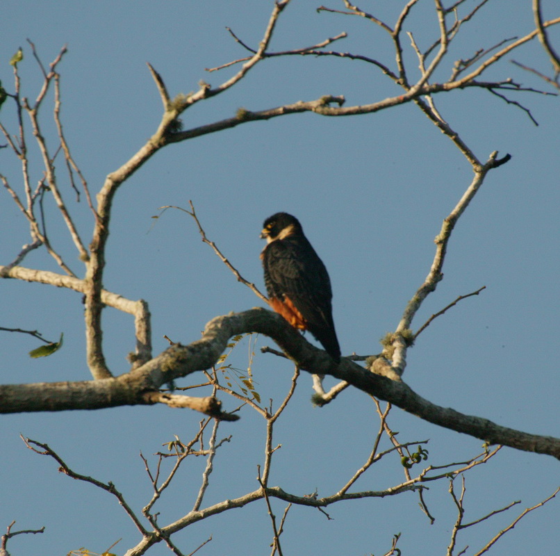 falconiformes-falconidae-falco-deiroleucus-orange-breasted-falcon-7b2s4688