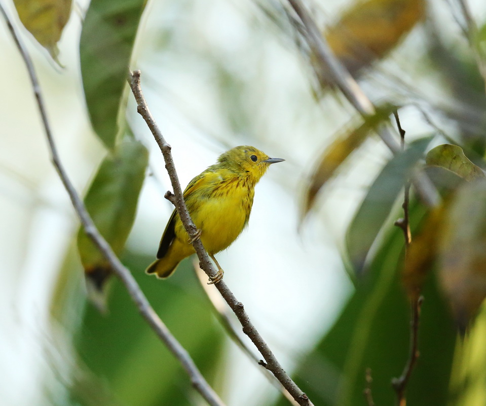 passeriformes-parulidae-setophaga-petechia-american-yellow-warbler-b01q3843