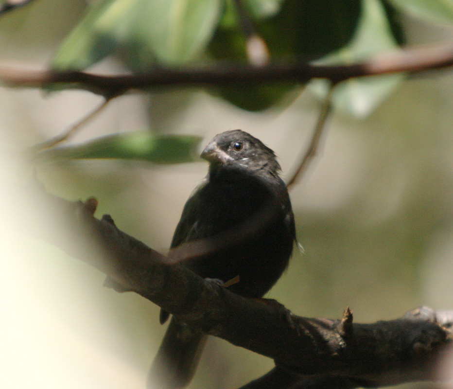 passeriformes-thraupidae-thraupis-sayaca-sayaca-tananger-1v5z0702