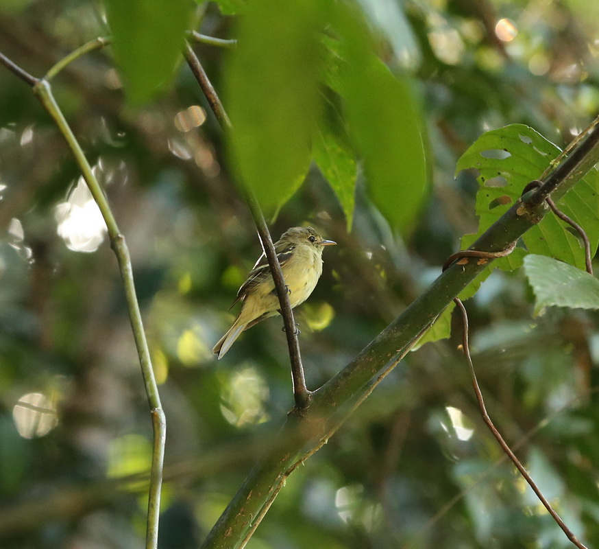 passeriformes-tyrannidae-empidonax-flaviventris-yellow-bellied-flycatcher-b01q7746