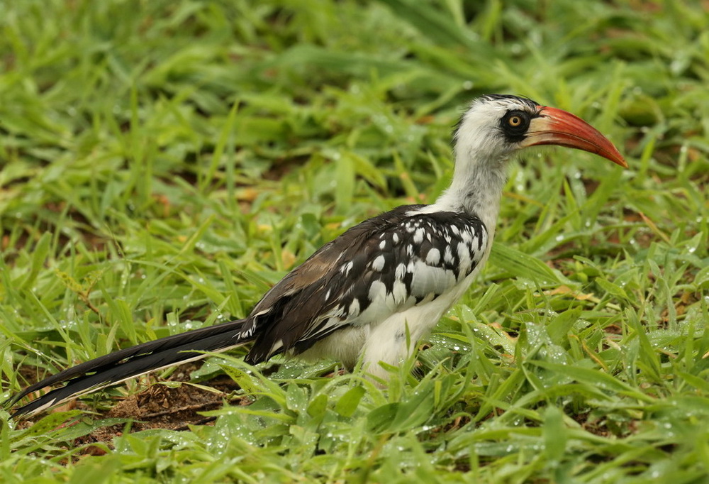Tockus ruahae Tanzanian red-billed hornbill B01Q2189