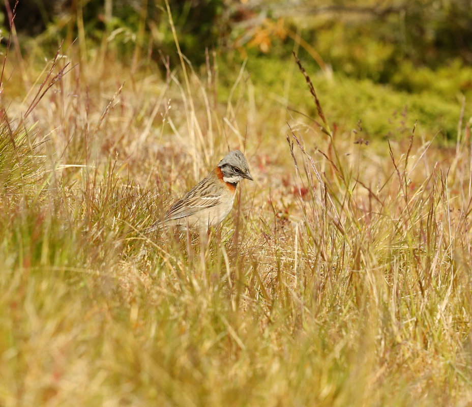 Zonotrichia capensis Rufous-collared sparrow B01Q3018