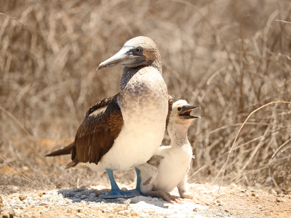 Sula nebouxii Blue-footed booby AX9I8648
