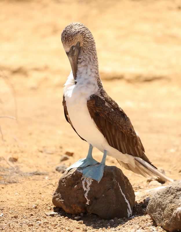 Sula nebouxii Blue-footed booby AX9I8674
