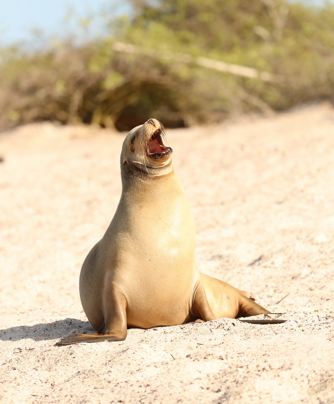 Zalophus wollebaeki Galapagos Sea Lion AX9I9483