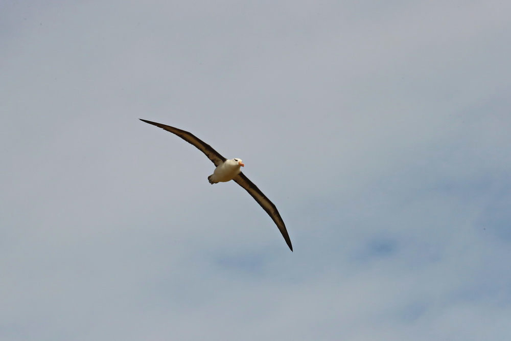 Thalassarche melanophris Black-Browed Albatross AX9I8534