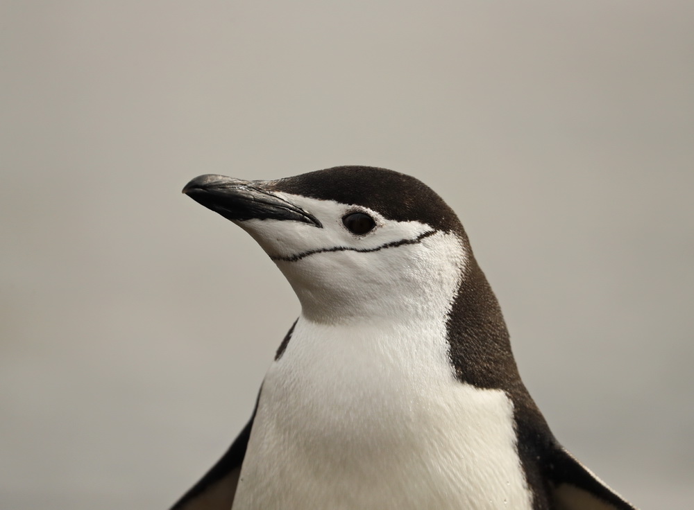 Pygoscelis antarcticus Chinstrap penguin AX9I7642