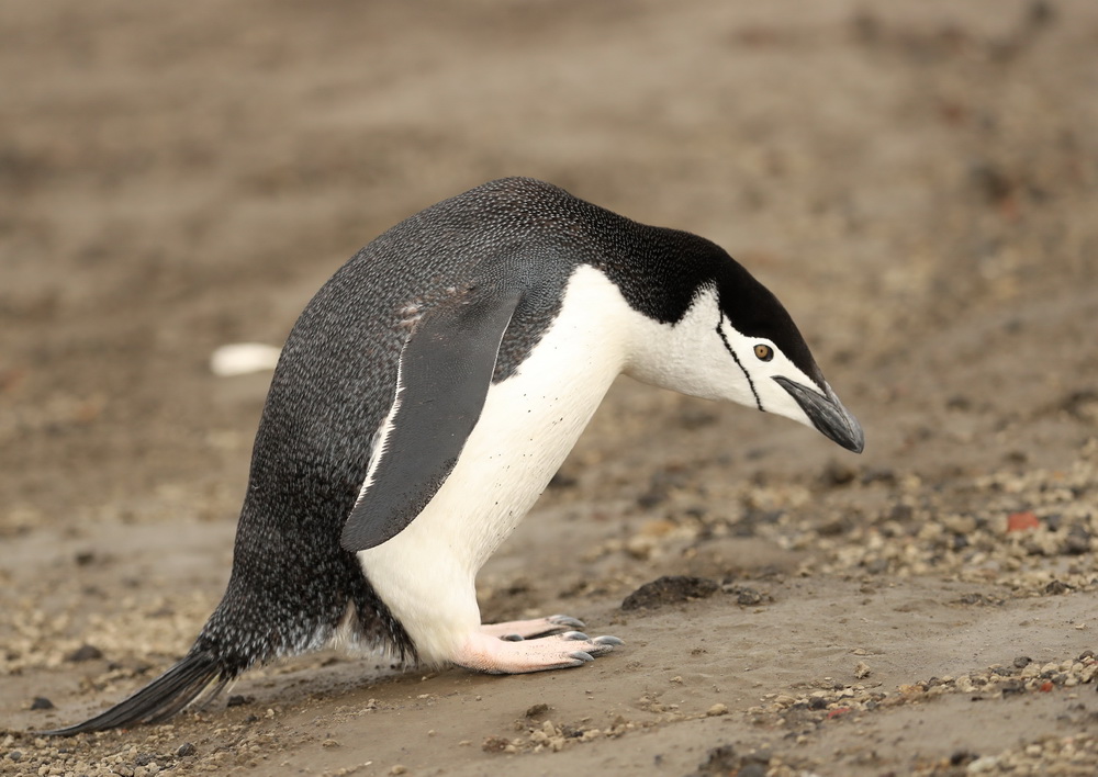 Pygoscelis antarcticus Chinstrap penguin AX9I8094