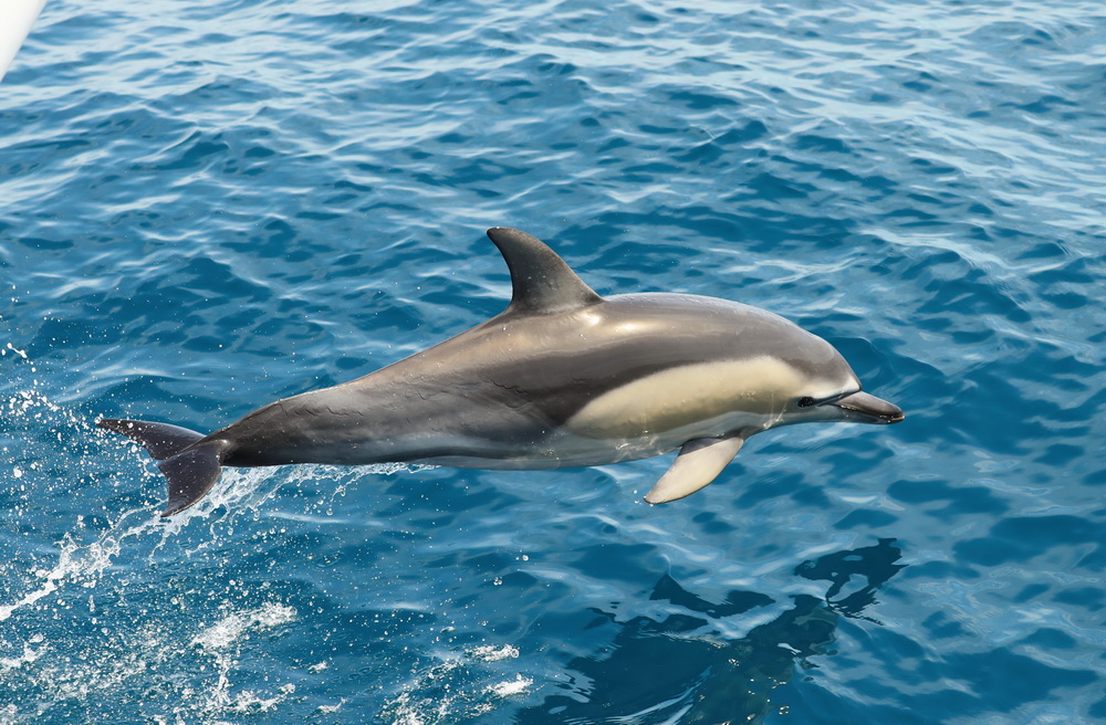 Delphinus delphis Short-beaked common dolphin AX9I7972