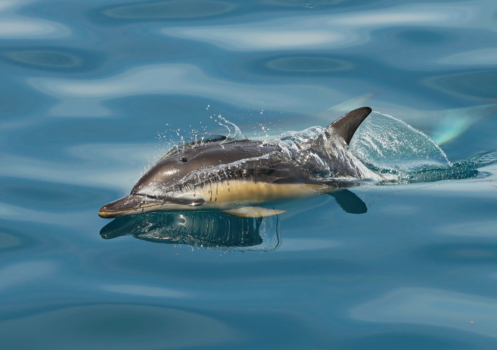 Delphinus delphis Short-beaked common dolphin AX9I8105