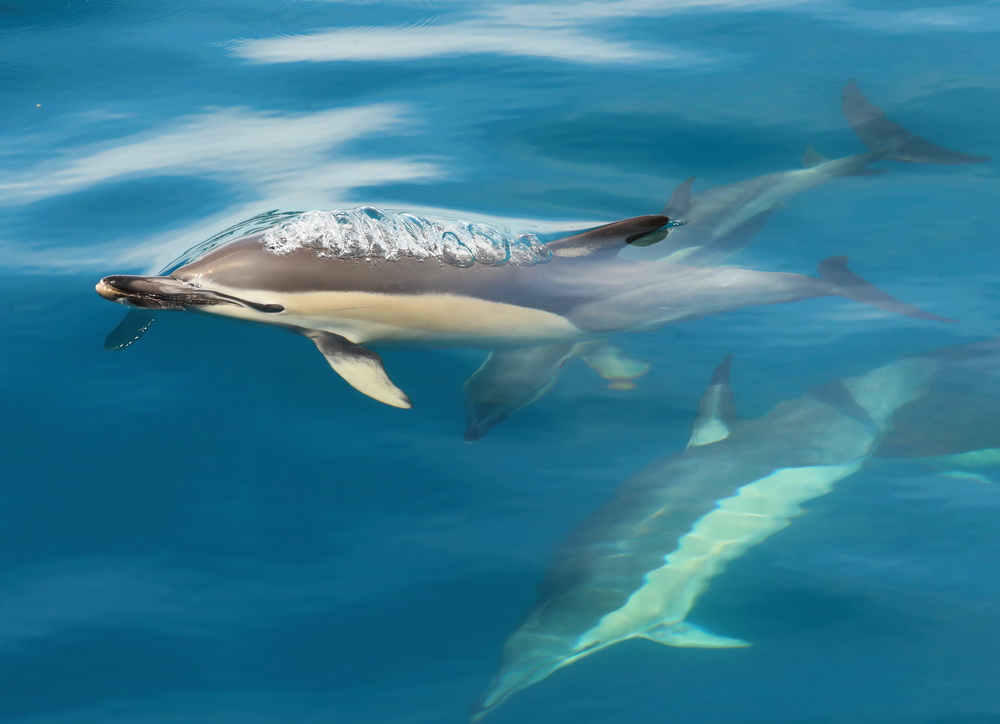 Delphinus delphis Short-beaked common dolphin AX9I8164