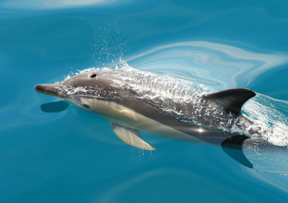 Delphinus delphis Short-beaked common dolphin AX9I8227