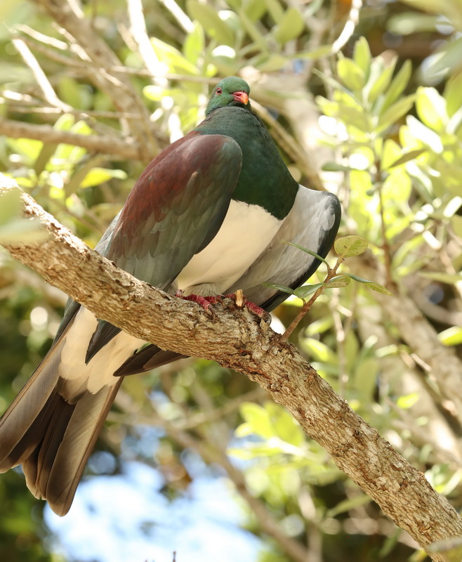 Hemiphaga novaeseelandiae New Zealand pigeon AX9I2133