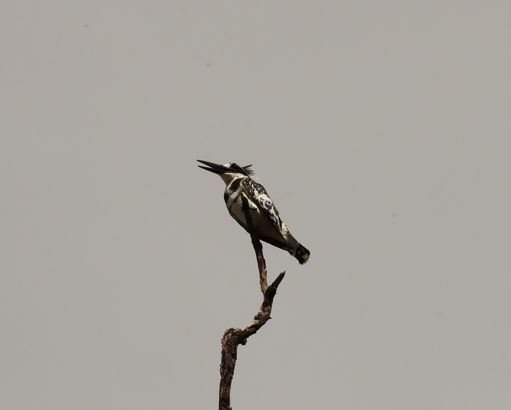 Geryle rudis Pied kingfisher AX9I2039