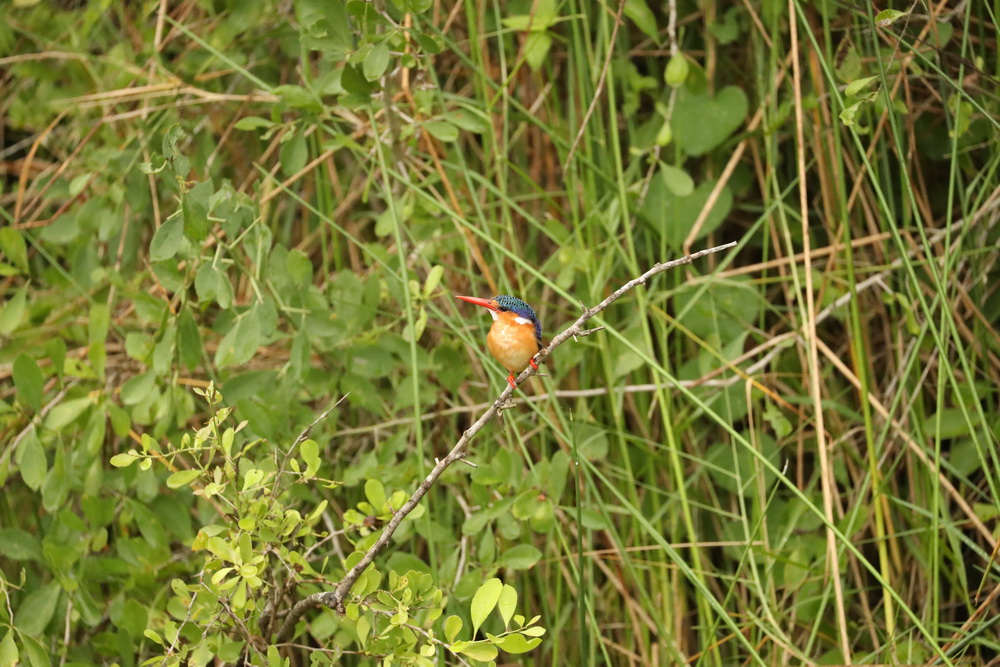 Alcedo sristata Malachite kingfisher AX9I4721